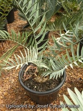 25306 josef Josef Cycad Perner