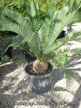 25454 josef Josef Cycad Perner