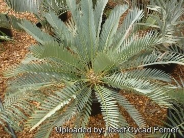 25319 josef Josef Cycad Perner