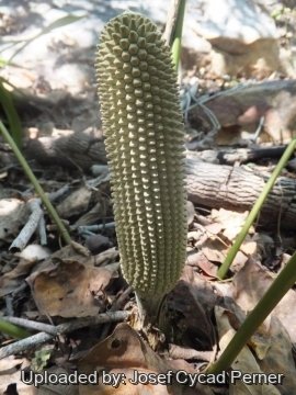 24953 josef Josef Cycad Perner