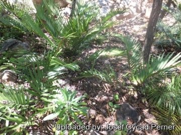 24954 josef Josef Cycad Perner