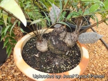 25076 josef Josef Cycad Perner