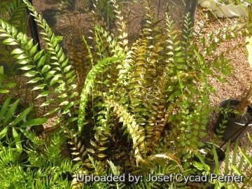 25326 josef Josef Cycad Perner