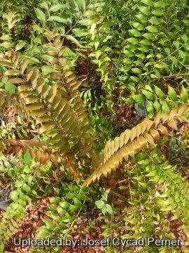 25435 josef Josef Cycad Perner