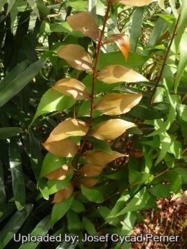 25436 josef Josef Cycad Perner