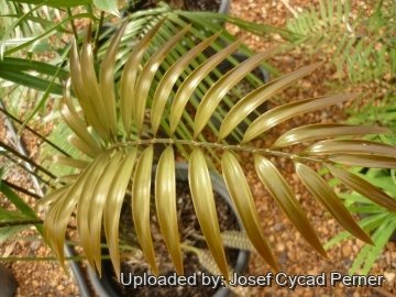 25428 josef Josef Cycad Perner