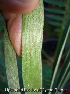 25329 josef Josef Cycad Perner