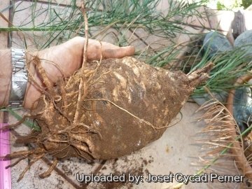 25456 josef Josef Cycad Perner