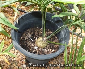 25288 josef Josef Cycad Perner