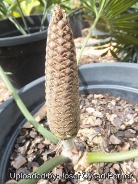 25289 josef Josef Cycad Perner