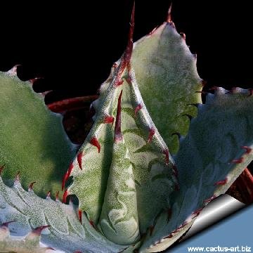 341 cactus-art Cactus Art