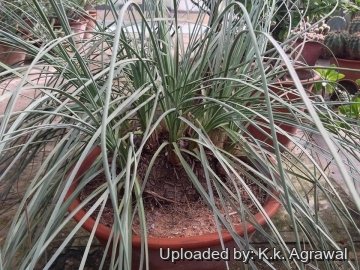 19766 agrawal K.k. Agrawal 