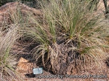 27068 RapCactus Raimondo Paladini