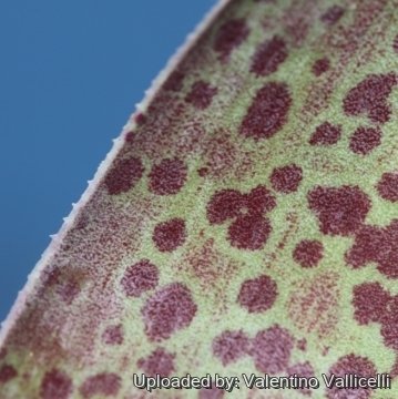 16401 valentino Valentino Vallicelli