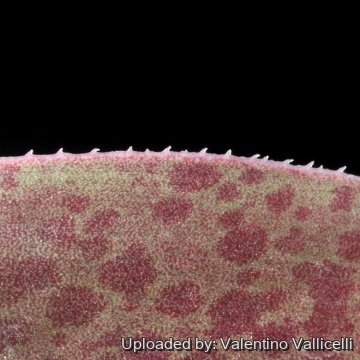 16023 valentino Valentino Vallicelli