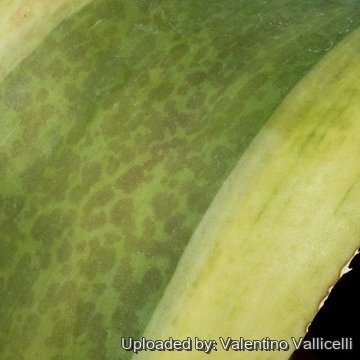 16041 valentino Valentino Vallicelli