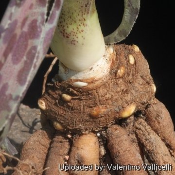 16062 valentino Valentino Vallicelli