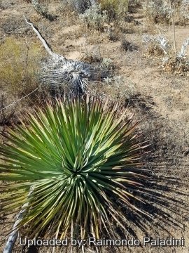 30149 RapCactus Raimondo Paladini