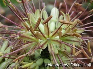 30433 frikkie Frikkie Hall