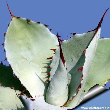 364 cactus-art Cactus Art