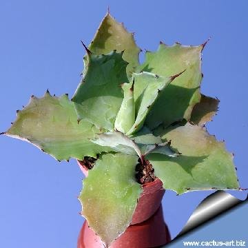 366 cactus-art Cactus Art