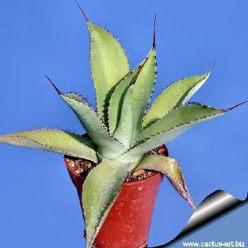 367 cactus-art Cactus Art