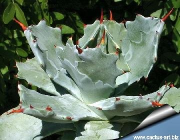 369 cactus-art Cactus Art