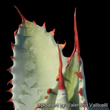 15312 valentino Valentino Vallicelli