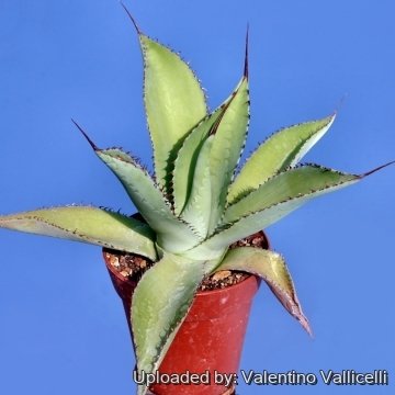 15314 valentino Valentino Vallicelli