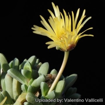 15354 valentino Valentino Vallicelli