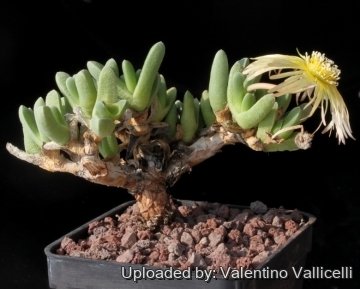 15393 valentino Valentino Vallicelli