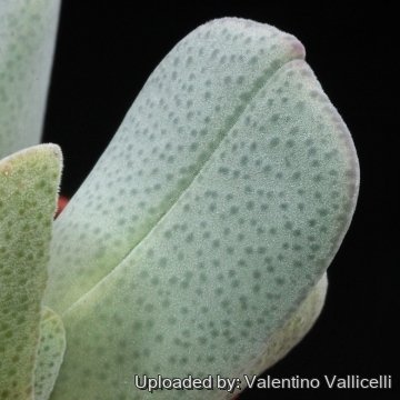 15879 valentino Valentino Vallicelli