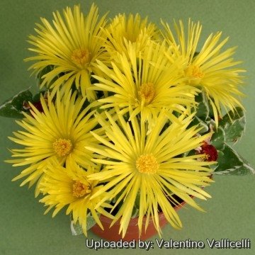 1669 valentino Valentino Vallicelli