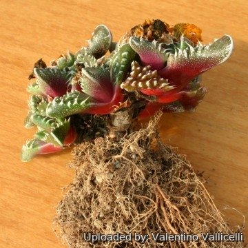 1670 valentino Valentino Vallicelli