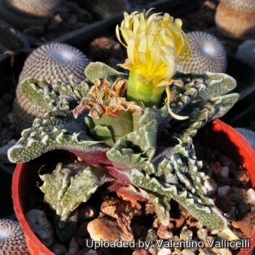 2978 valentino Valentino Vallicelli