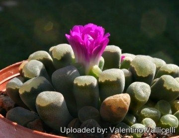 1957 valentino Valentino Vallicelli