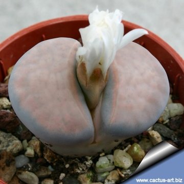 12669 cactus-art Cactus Art