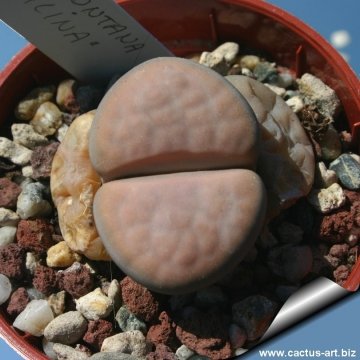 12670 cactus-art Cactus Art