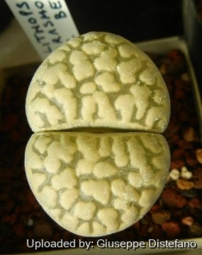 19303 giuseppe2 Giuseppe Distefano