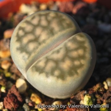 25515 valentino Valentino Vallicelli