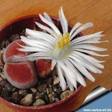10509 cactus-art Cactus Art