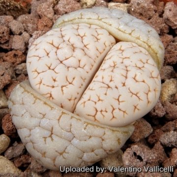 3348 valentino Valentino Vallicelli