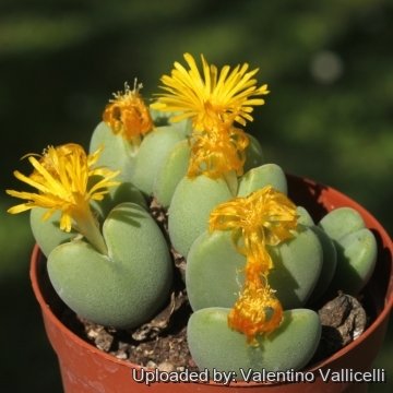 21416 valentino Valentino Vallicelli