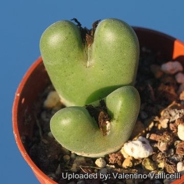 25680 valentino Valentino Vallicelli