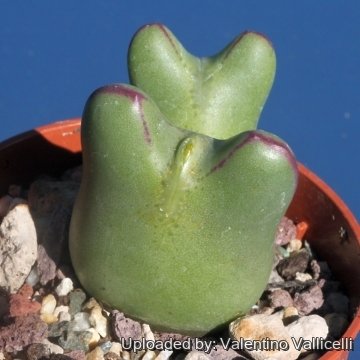 15912 valentino Valentino Vallicelli