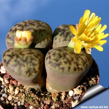 12805 cactus-art Cactus Art