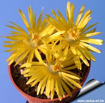 12807 cactus-art Cactus Art