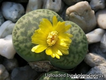 24450 agocs Agócs György