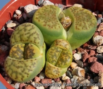 5820 valentino Valentino Vallicelli