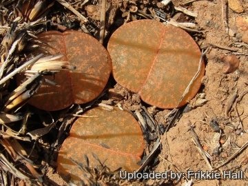 30039 frikkie Frikkie Hall